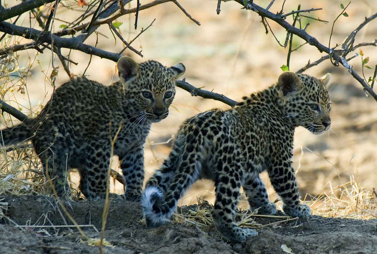Mwaleshi Camp: Junge Leoparden Mwaleshi Camp: Junge Leoparden