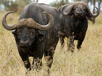 Olakira Migration Camp: Büffel