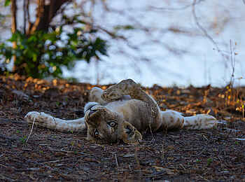 Sanguni Safari Lodge: Ein junger Löwe