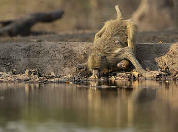 Sanguni Safari Lodge: Ein durstiger Pavian