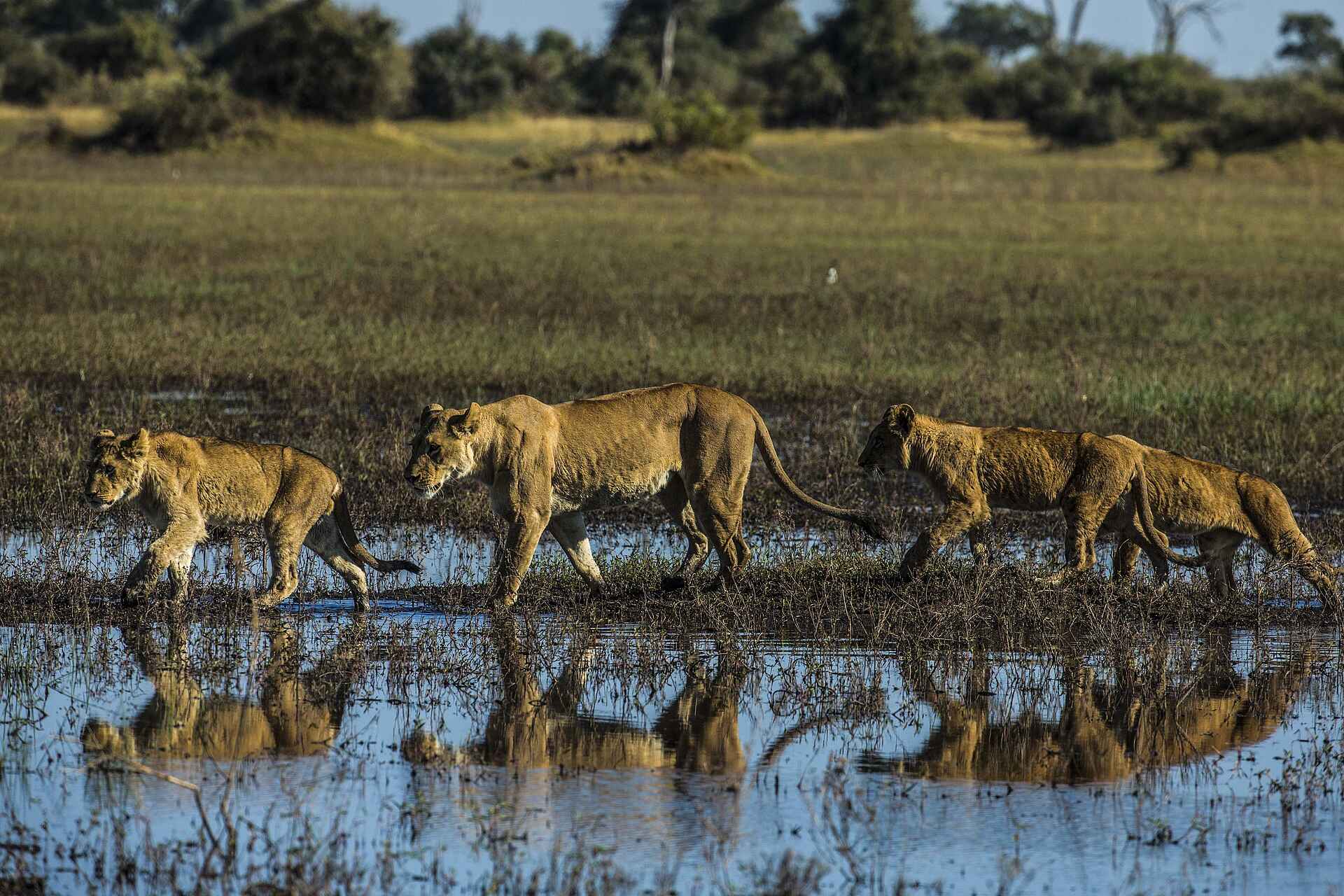 Selinda Explorers Camp: Löwen