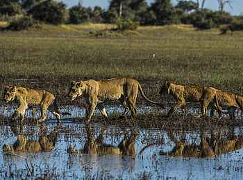Selinda Explorers Camp: Löwen