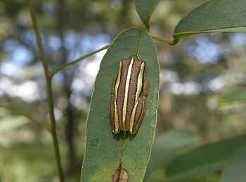 Wasa Lodge: Glockenfrosch