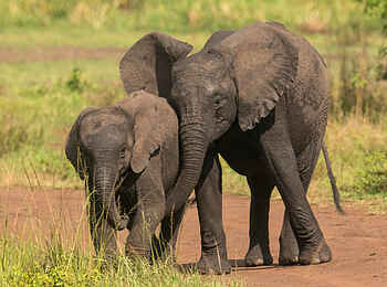 Akagera Game Lodge: Elefanten Akagera Game Lodge: Elefanten