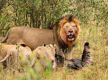 Entim Masai Mara: Löwe und Jungtiere