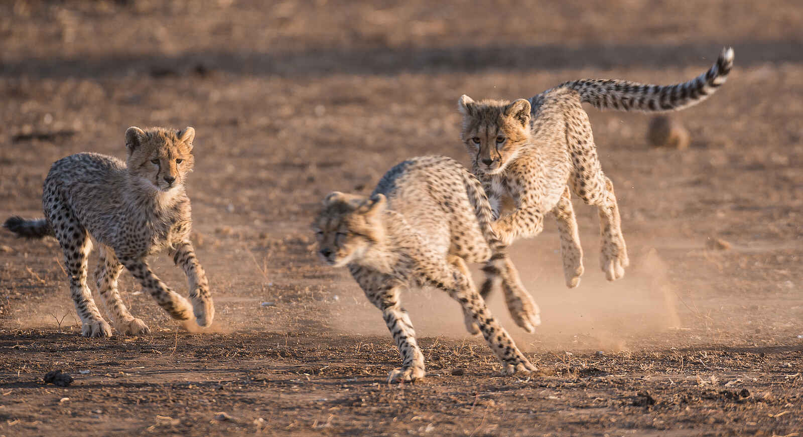 Mashatu Game Reserve: Gepardenspiel Mashatu Game Reserve: Gepardenspiel