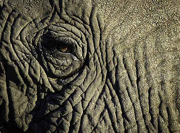 Mombo Camp: Nahaufnahme Elefantenauge Mombo Camp: Nahaufnahme Elefantenauge