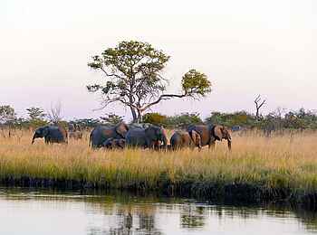 Namushasha River Lodge: Elefantenherde am Fluss Namushasha River Lodge: Elefantenherde am Fluss