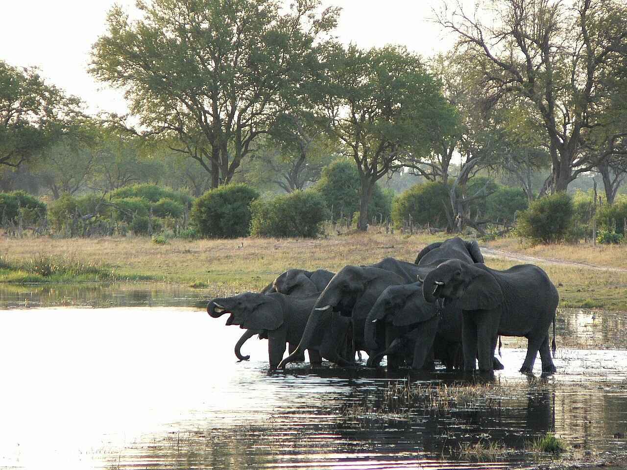 The Botswana Adventure: Badende Elefanten