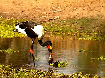 Tusk and Mane Safaris: Fischender Sattelstorch Tusk and Mane Safaris: Fischender Sattelstorch