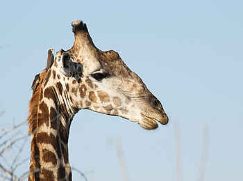 Belmond Savute Elephant Lodge: Giraffe im Profil