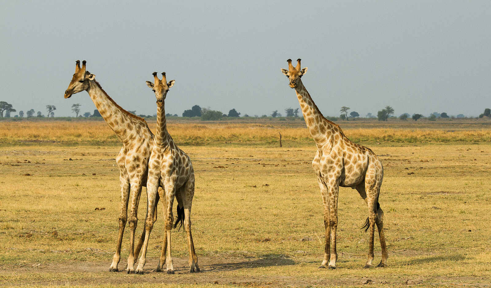 Chobe Game Lodge: Giraffen Chobe Game Lodge: Giraffen
