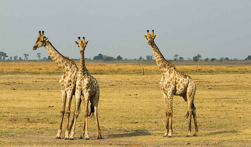Chobe Game Lodge: Giraffen Chobe Game Lodge: Giraffen
