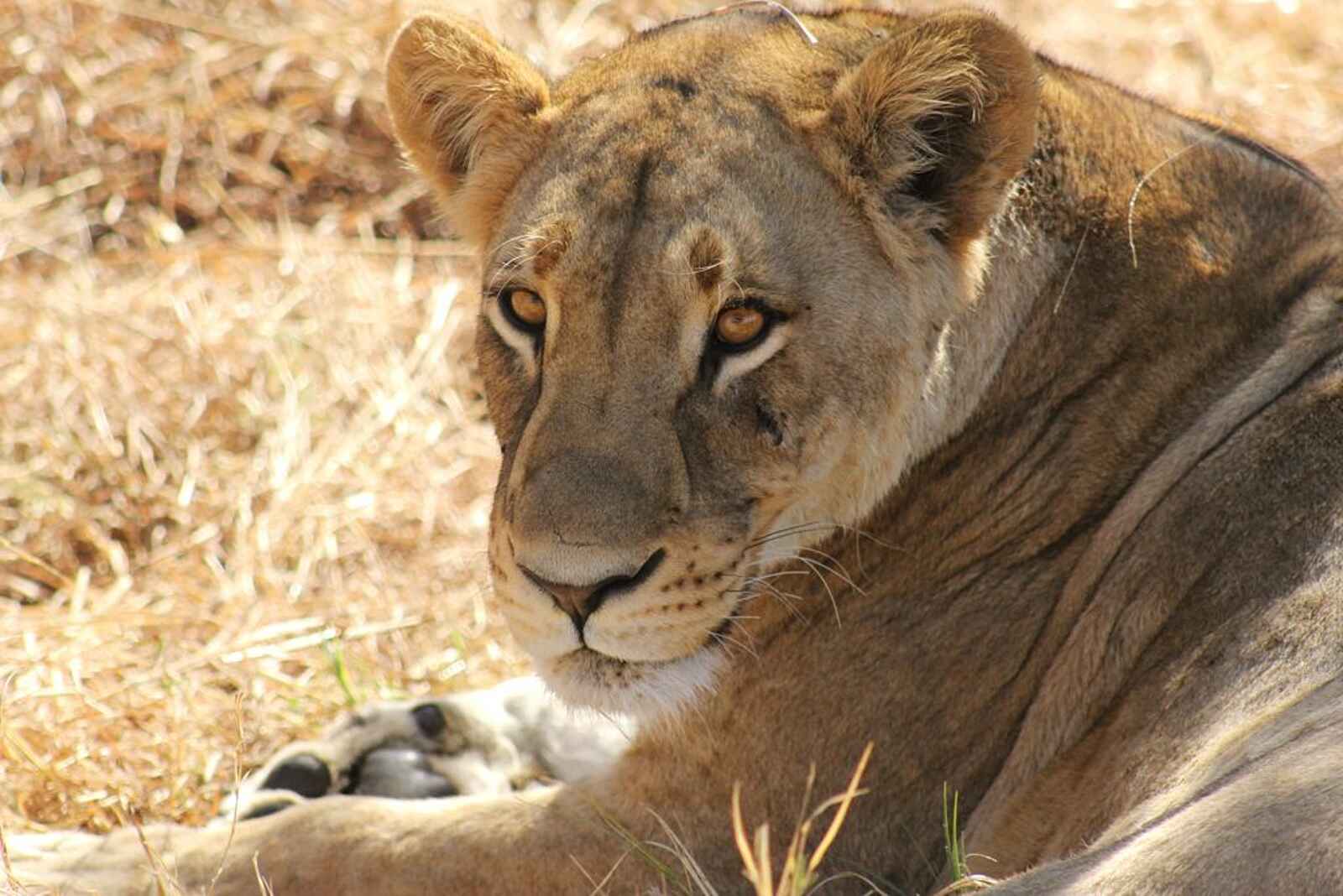 Ghoha Hills Savuti Lodge: Die Könige der Savanne Ghoha Hills Savuti Lodge: Die Könige der Savanne