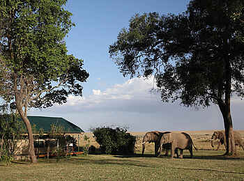 Governors' Camp: Elefanten aus der Nähe Governors' Camp: Elefanten aus der Nähe