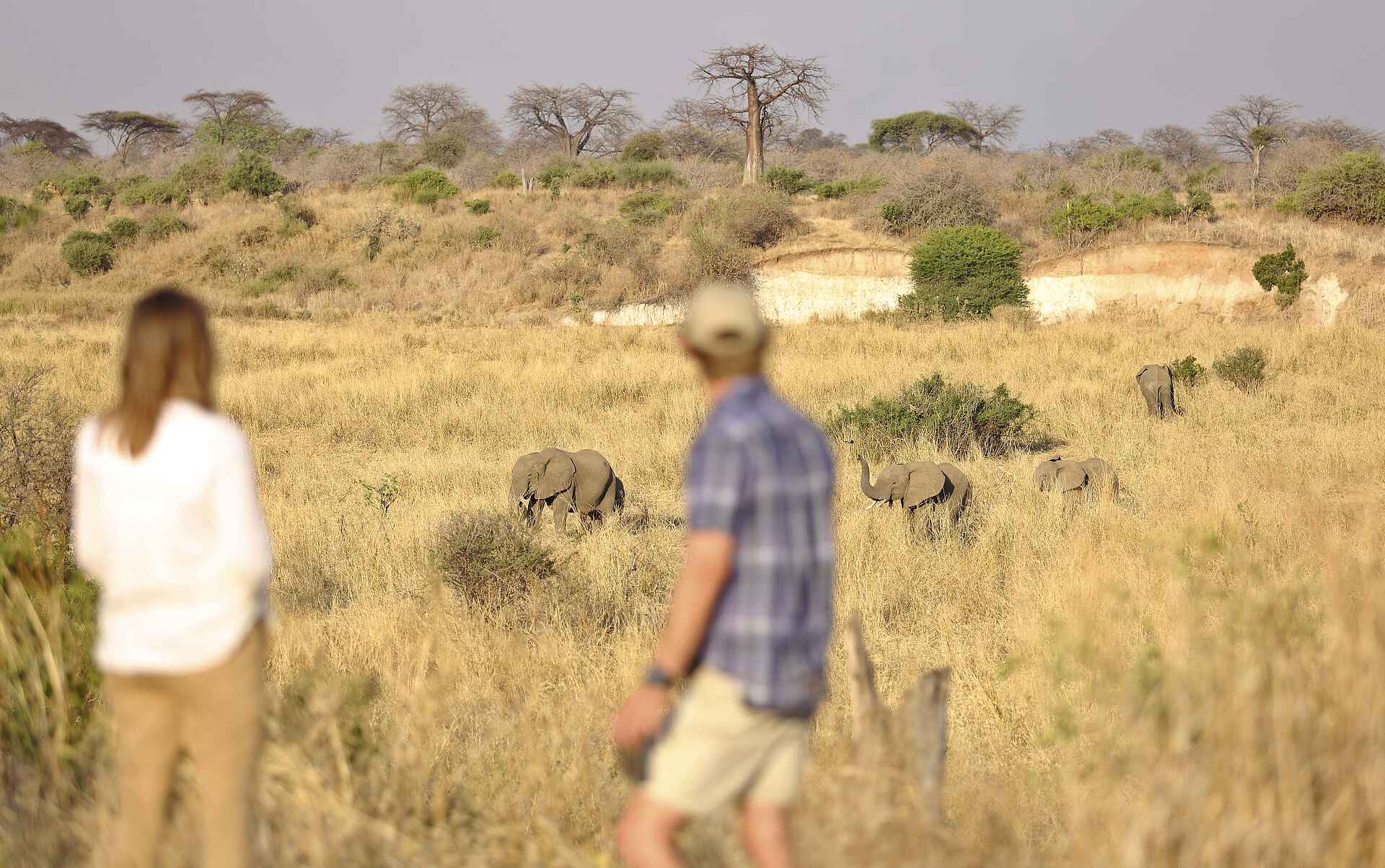 Ikuka Safari Camp: Elefantensichtung bei einer Safari Chloe Sheridan-Johnson, Ikuka Safari Camp, Mark Sheridan-Johnson, Ruaha National Park, Busch, Elefanten, Gäste, Safari, Afrikarma, Afrikarma Safaris, Afrikarma Safaris – Wildnis. Hautnah., afrikarma.de
