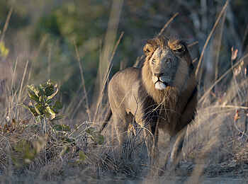 Ila Safari Lodge: Ein Löwe