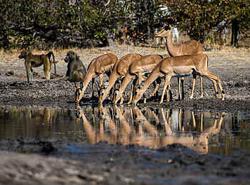 Kings Pool Camp: Antilopen am Wasser