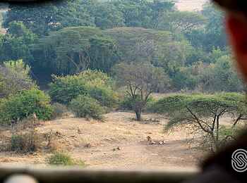 Kirawira Serena Camp: Löwenrudel