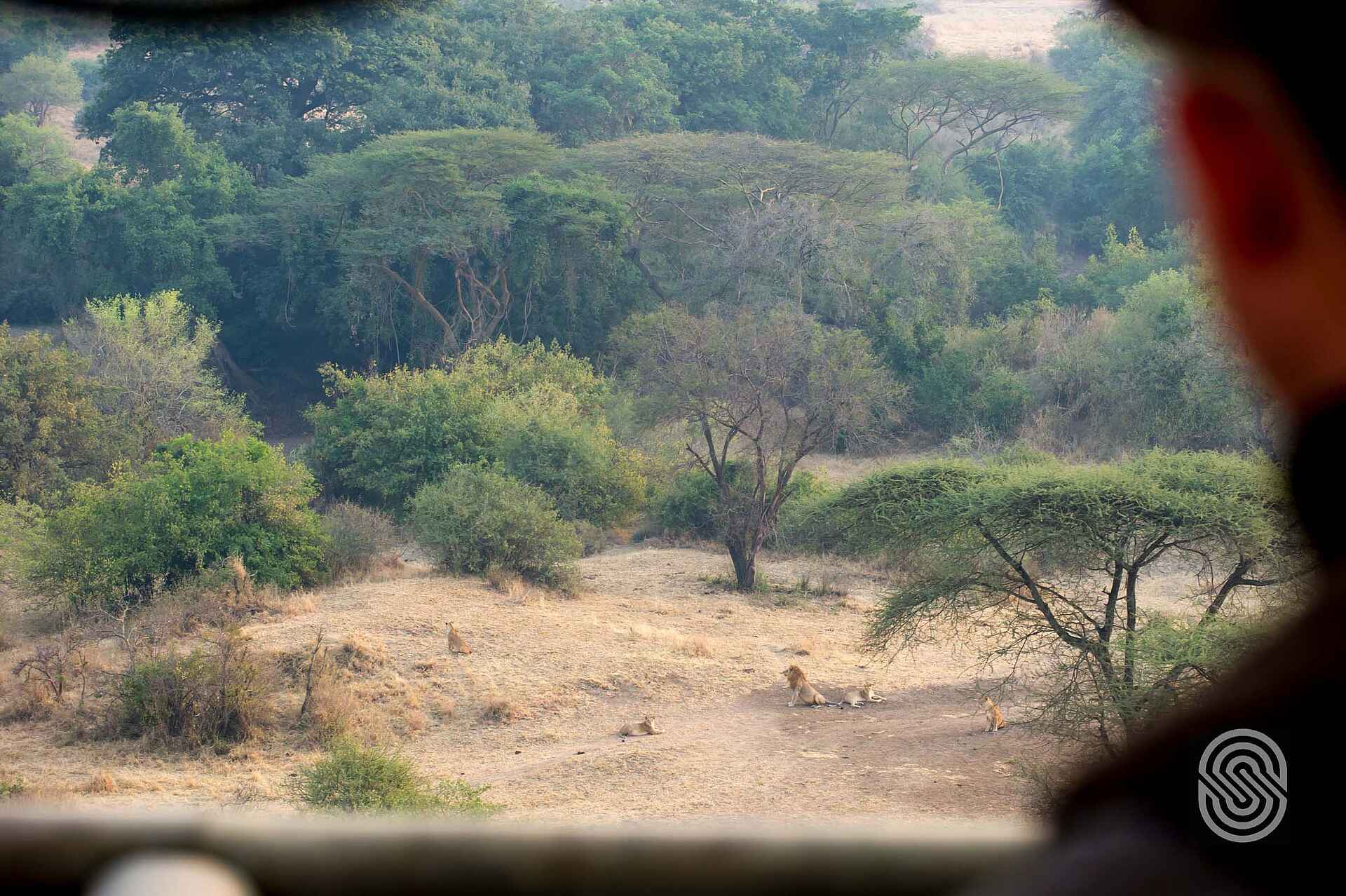 Kirawira Serena Camp: Löwenrudel