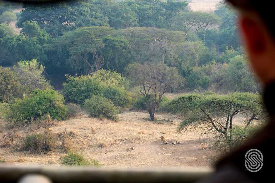 Kirawira Serena Camp: Löwenrudel Kirawira Serena Camp: Löwenrudel