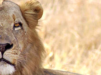 Kubatana Camp: Löwe