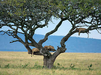 Lemala Ewanjan: "Tree Climbing Lions"