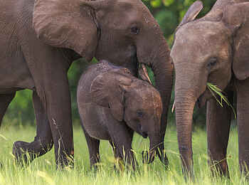 Loango Savannah Camp: Elefanten