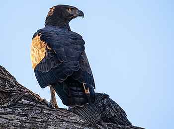 Meno A Kwena: Greifvogel mit Beute Meno A Kwena: Greifvogel mit Beute