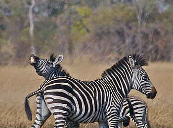 Mukambi Busanga Plains Camp: Zebragruppe Mukambi Busanga Plains Camp: Zebragruppe