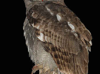 Nehimba Lodge: Milchuhu bei Nacht Nehimba Lodge: Milchuhu bei Nacht