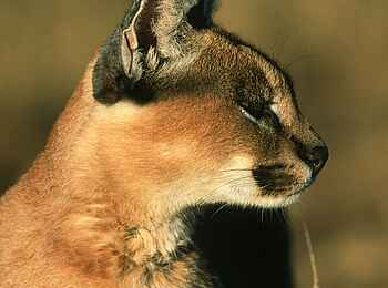 Okonjima Plains Camp: Karakal-Portrait Okonjima Plains Camp: Karakal-Portrait