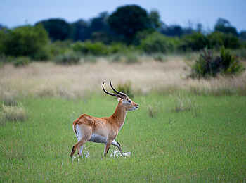 Pelo Camp: Rote Moorantilope Pelo Camp: Rote Moorantilope