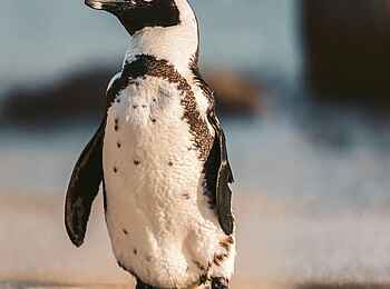 POD Camps Bay Boutique Hotel: Ein Pinguin
