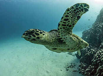 Pole Pole Bungalows: Schildkröte im Wasser