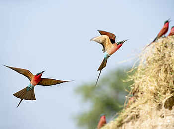 Robin Pope Safaris: Karminspinte