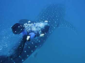 Rocktail Beach Camp: Walhai