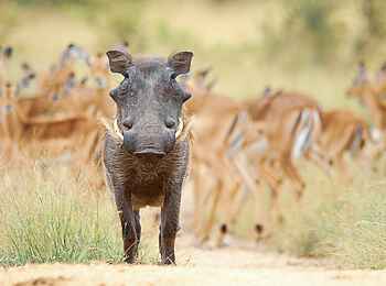 Sabi Sabi Earth Lodge: Ein Warzenschwein mit Impalas Sabi Sabi Earth Lodge: Ein Warzenschwein mit Impalas