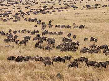 Serian's Serengeti South Camp: Wandernde Gnus