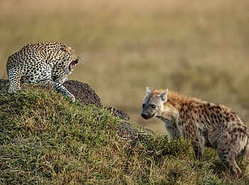 Serian's Kimya Kimya: Hyäne vs. Leopard Serian's Kimya Kimya: Hyäne vs. Leopard