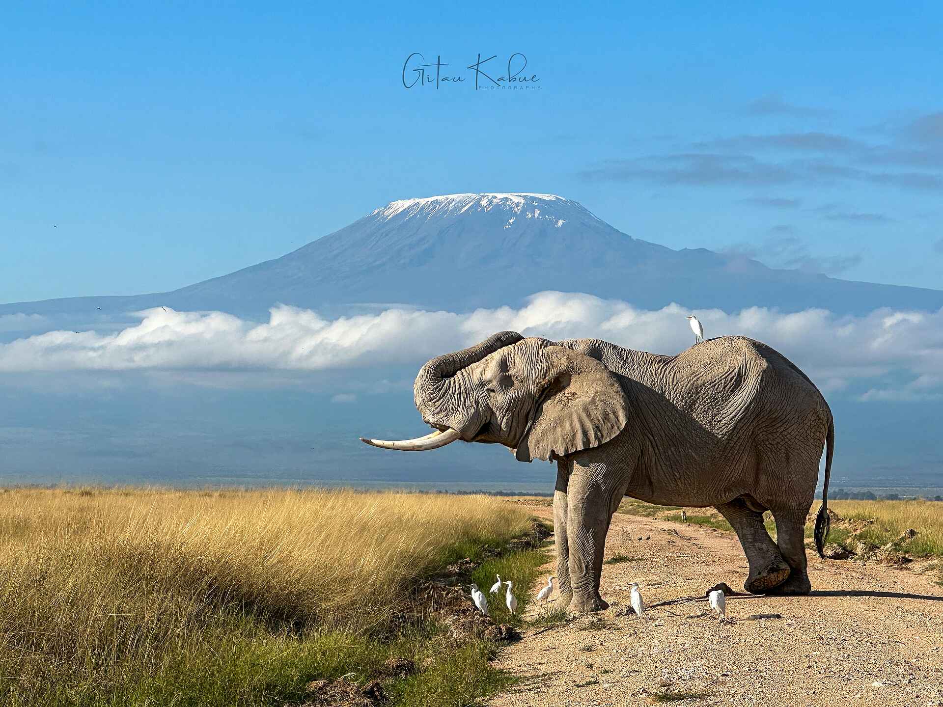 Soroi Amboseli Camp: Elefant mit Kuhreihern vor Kilimanjaro Soroi Amboseli Camp: Elefant mit Kuhreihern vor Kilimanjaro