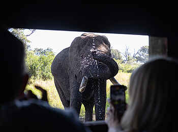 Tintswalo Safari Lodge: Ein Elefant vor dem Hide