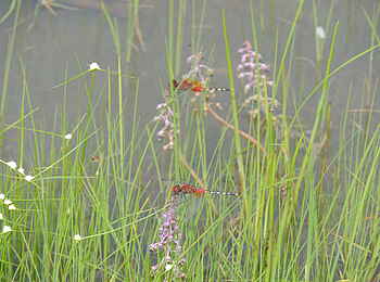 Wasa Lodge: Libellen