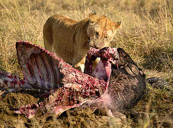 Entim Masai Mara: Fortgeschrittene Mahlzeit