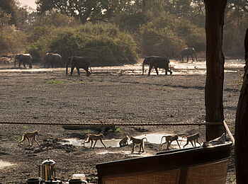 Kanga Expeditions: Elefanten vor dem Hauptbereich