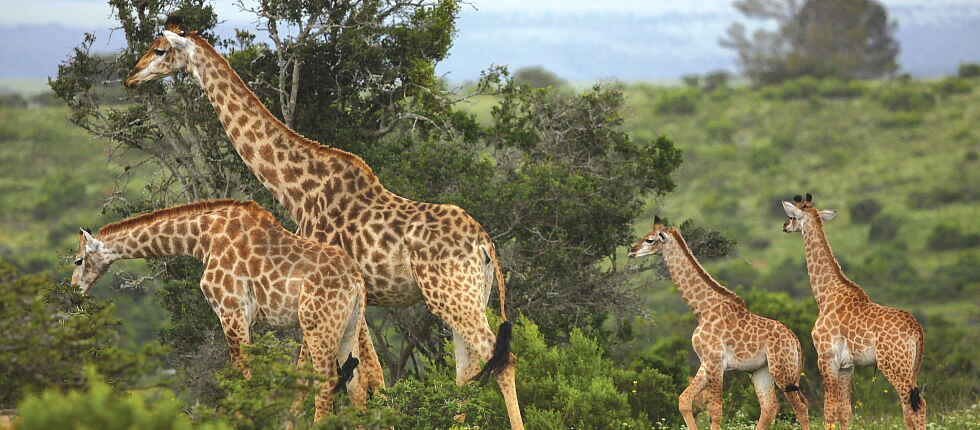 Kariega Settlers Drift Lodge: Giraffen