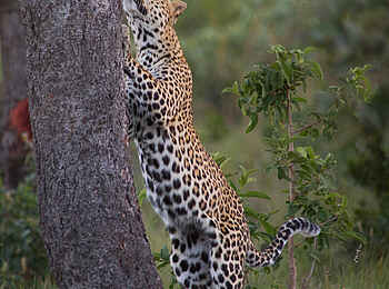 Makweti Safari Lodge: Ein Leopard auf Nachtquartiersuche
