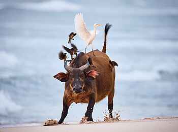 Sette Cama Eco Camp: Waldbüffel am Strand