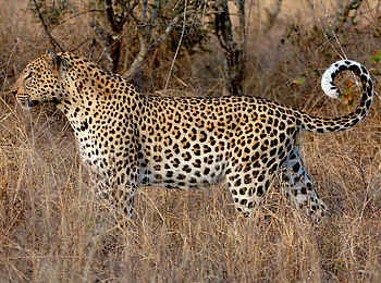 &Beyond Ngala Safari Lodge: Leopard im Gras