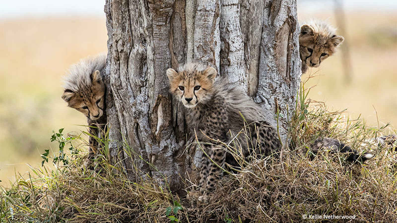 Basecamp Mara Houses: Junge Geparden Basecamp Mara Houses: Junge Geparden